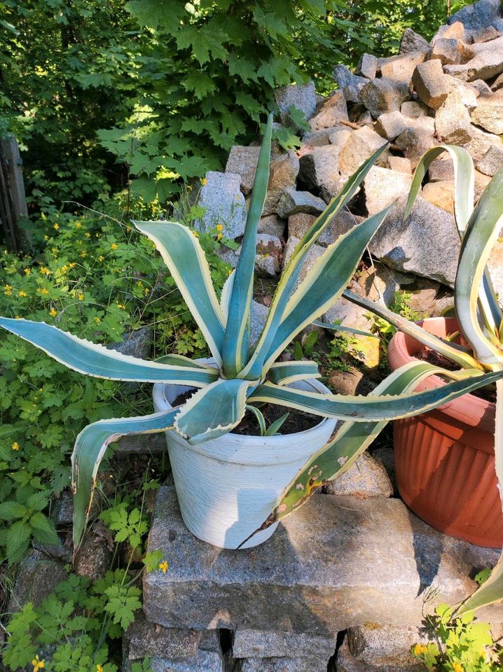 Große Agaven und eine Aloe in Bautzen