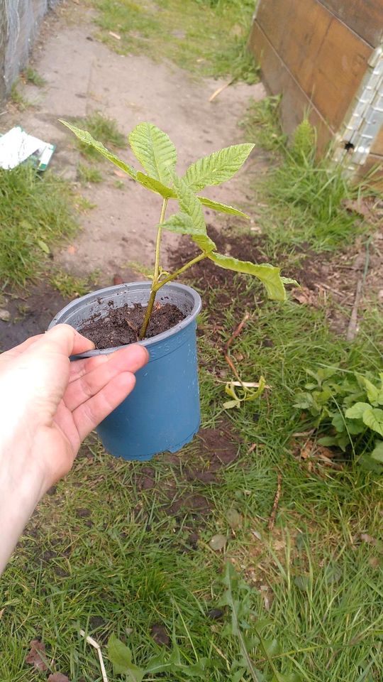 Kastanienbäume zu tauschen / Pflanzen / Garten in Ammersbek