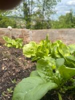 Gartengemeinschaft sucht Verstärkung Stuttgart - Stuttgart-Nord Vorschau