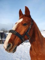 Pferd/Pony sucht neue/n Besitzer/in Hessen - Bad Orb Vorschau