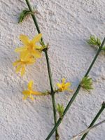 Winterjasmin duftend Sachsen-Anhalt - Kabelsketal Vorschau