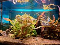 Fluval 180 Liter Aquarium abzugeben (ohne Pumpe und Wurzel) Sachsen - Dahlen Vorschau