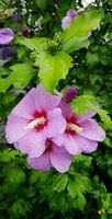 Hibiskus Pflanzen Niedersachsen - Schwanewede Vorschau