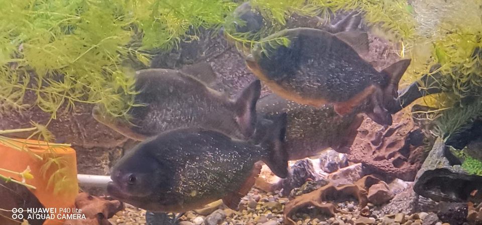 Rote Piranhas in Stühlingen