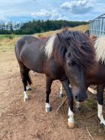 Islandpferd Bayern - Deining Vorschau