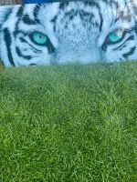 Wunderschönes Wandbild   Tiger Bayern - Rosenheim Vorschau