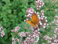 Oregano  - winterharte Bienenweide Berlin - Spandau Vorschau