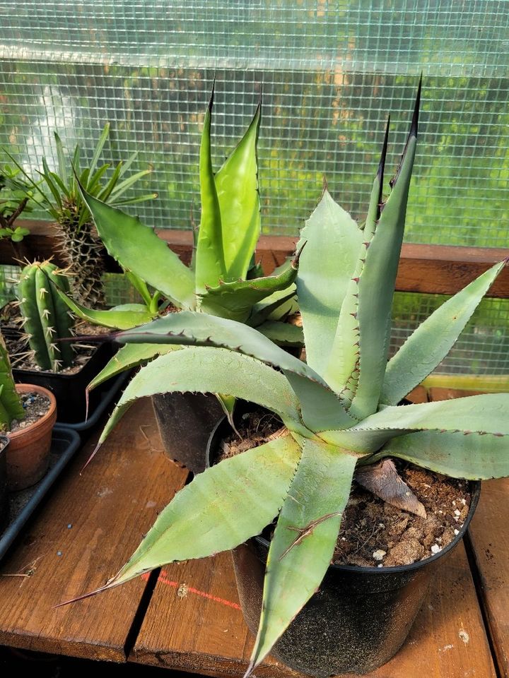 Agave Sukkulenten Wüstenpflanzen Garten Pflanzen in Recklinghausen