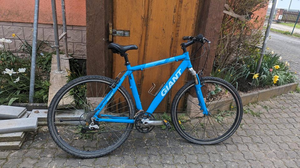 Herren Fahrrad Giant 28 Zoll in Schleusingen