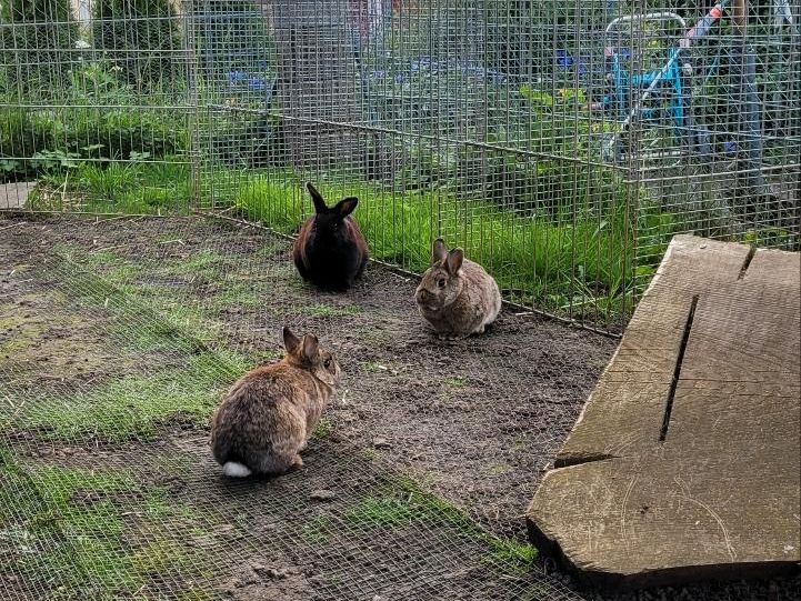 Kaninchen damen in Aalen