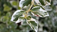 Weißbunte Kriechspindel Emerald Gaiety 9er Topf Nordrhein-Westfalen - Grefrath Vorschau