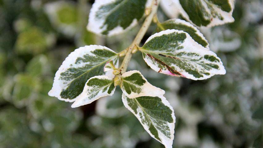 Weißbunte Kriechspindel Emerald Gaiety 9er Topf in Grefrath