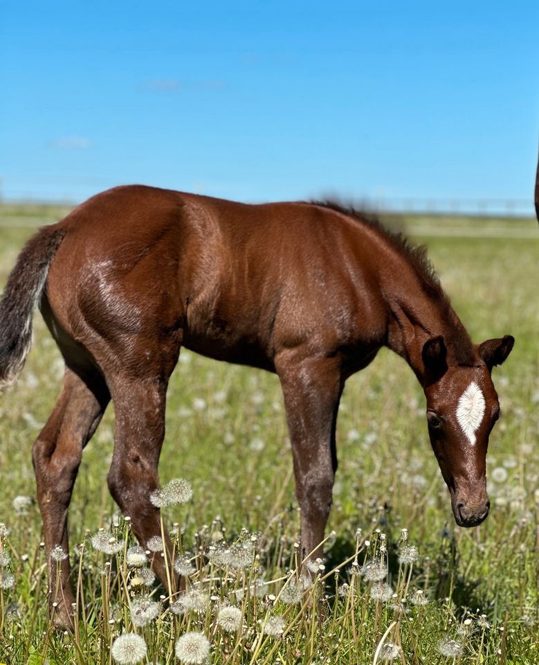 Quarter Horse | Stute | Reining | Dun It For Whizkey | Fohlen in Kassel