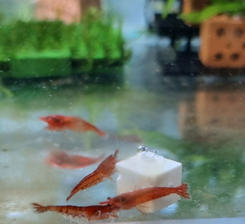 Mineral Cubes / Mineralien Garnelen Schnecken Aquarium in Neustadt an der Weinstraße