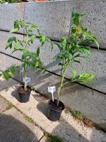 Tomatenpflanzen Bayern - Künzing Vorschau