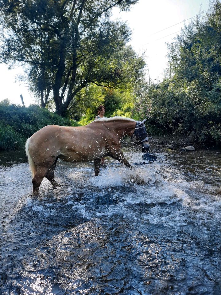 Haflinger Stute Rehepferd in Jena