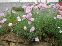 Grasnelke Gartennelke rosa blühend betörender Duft Bodendecker Bayern - Burkardroth Vorschau