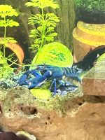 Dunkelblauer Krebs Variante I, Cherax sp. "Blue Moon Type I Nordfriesland - Bredstedt Vorschau