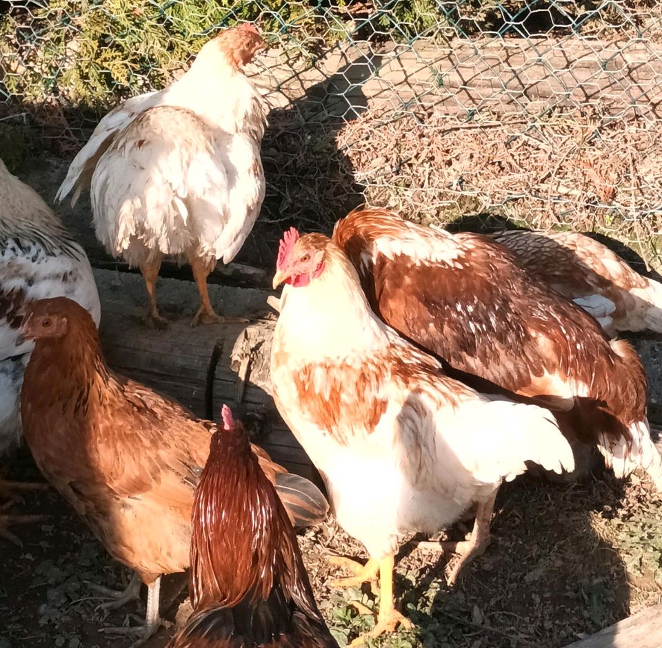 BIO Legehühner / Bio Legehennen aus dem Weiltal im Taunus (Huhn) in Weilmünster