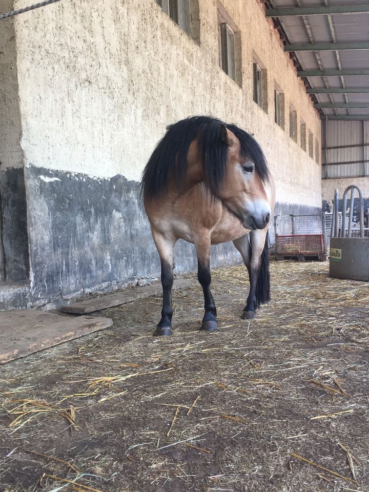 Offenstall hat noch Platz, Offenstallplatz, Pferd ,Pony ,Stall in Arnstein