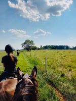 Ausritt Pfingsten, So 19.05. Wanderreiten, Reiten im Gelände Rheinland-Pfalz - Altenkirchen Vorschau