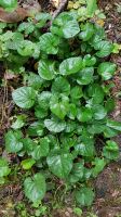 Veilchen Duftveilchen großblumig weiße Blüte Bodendecker Schatten Niedersachsen - Uelzen Vorschau