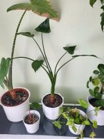 Alocasia Cuculata - ca 65 cm hoch Rostock - Toitenwinkel Vorschau