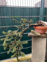 Picea pungens Fichte Bonsai Kaskade Prebonsai Nordrhein-Westfalen - Haan Vorschau