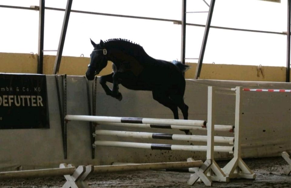 Rappstute v. Helium x Genesis, Dressurpferd Zuchtstute Sportpferd in Neuruppin