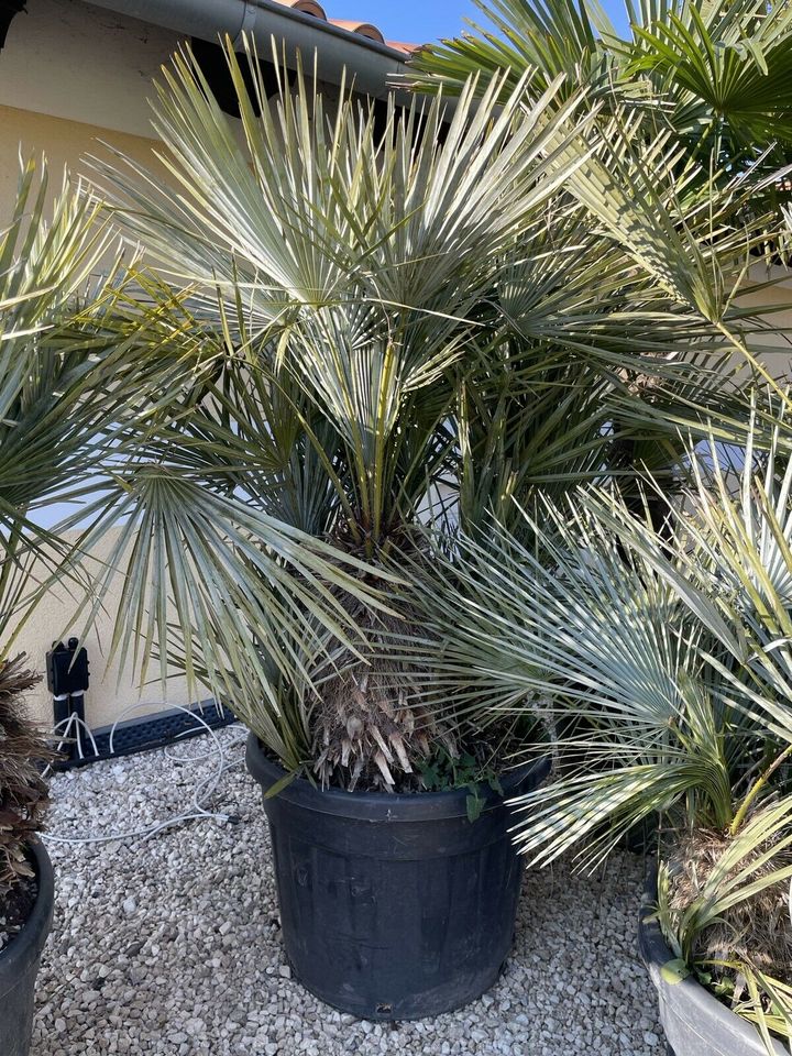 Blaue Zwergpalme, Chamaerops humilis Cerifera, frosthart in Straußfurt