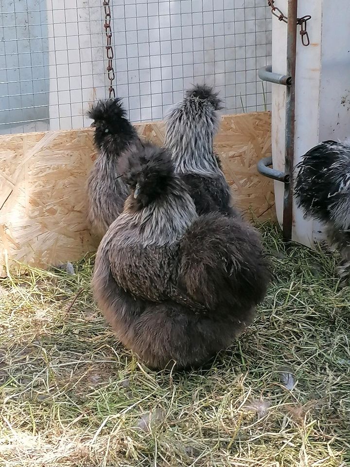 Seidenhühner BE silberwild groß mit Bart in Odisheim