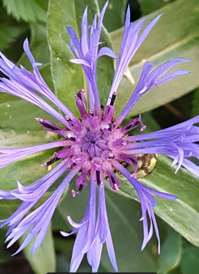 Ableger Berg Flockenblume Staude winterhart Halbschatten Sonne in Bergisch Gladbach