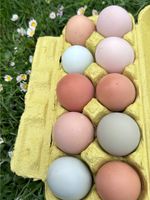 (Brut-) Eier Hühner Nordrhein-Westfalen - Hüllhorst Vorschau