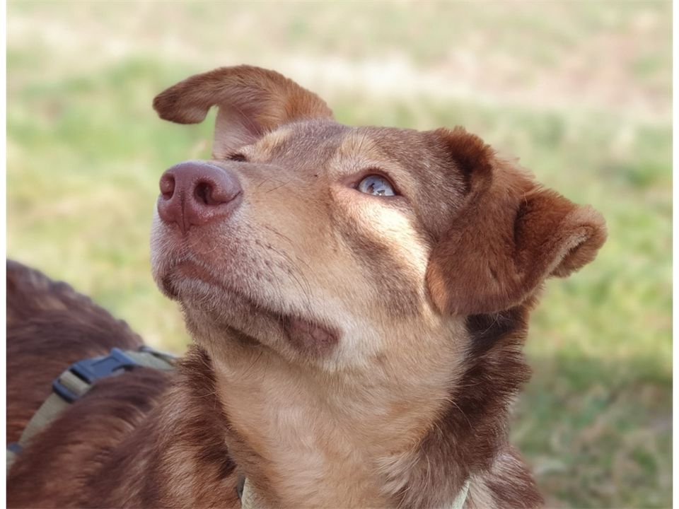 Emy - ruhiges und freundliches Kerlchen sucht Zuhause! in Geiselwind