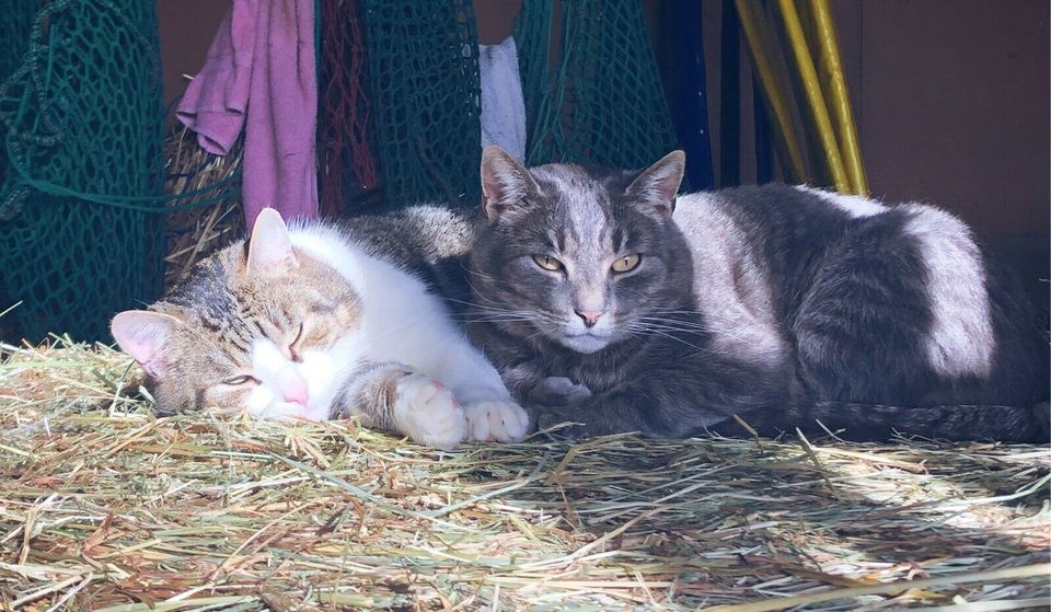 Katze vermisst, Salzkotten in Paderborn