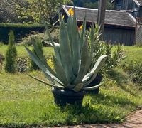 Agave 130cm hoch Brotterode-Trusetal - Brotterode Vorschau