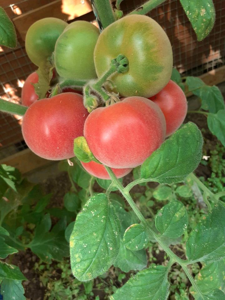 Ich biete Tomatenflanzen an zum selbst Abholung in Asendorf (bei Bruchhausen-Vilsen)