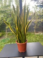 Sanseveria  Pflanze Duisburg - Neumühl Vorschau