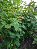 Brombeeren Pflanzen Strauch Garten Sträucher sichtschutz Brandenburg - Hennigsdorf Vorschau