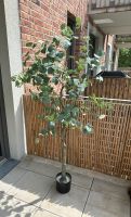 Eukalyptus Kunstbaum Kunstpflanze Niedersachsen - Buchholz in der Nordheide Vorschau