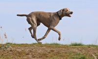 VDH Weimaraner Kurzhaar kastriert Naturbursche gesund und Top Fit Mecklenburg-Vorpommern - Rubenow (bei Wolgast) Vorschau