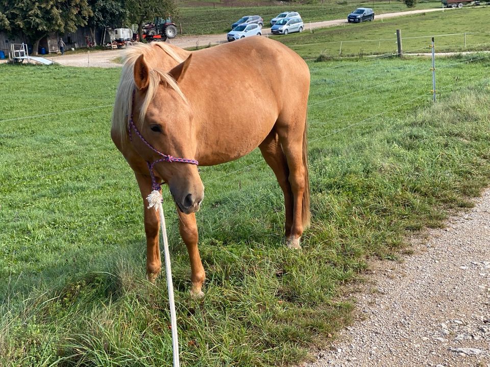 4 jähriger Spanier Wallach Palomino Andalusier Lusitano in Hohenstein