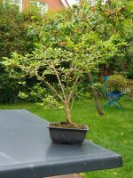 Pre-Bonsai - Bonsai - Lonicera - ca. 7 Jahre alt Lübeck - Travemünde Vorschau