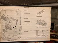 Lernplakat, Schulwandkarte, Zelle, Medizin, Biologie, Trödel Baden-Württemberg - Weingarten Vorschau