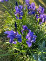 Blaue Iris  winterhart Bayern - Halfing Vorschau