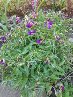 Frühlings-Platterbse Lathyrus vernus Jungpflanzen Herzogtum Lauenburg - Hamfelde, Kr Hzgt Lauenburg Vorschau