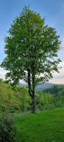 Ferien in der Natur, Fewo / Ferienwohnung in St. Andreasberg Harz Niedersachsen - St. Andreasberg Vorschau