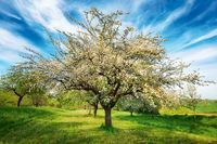 Suche Obstwiese mit Baumbestand in Sachsen Sachsen - Chemnitz Vorschau