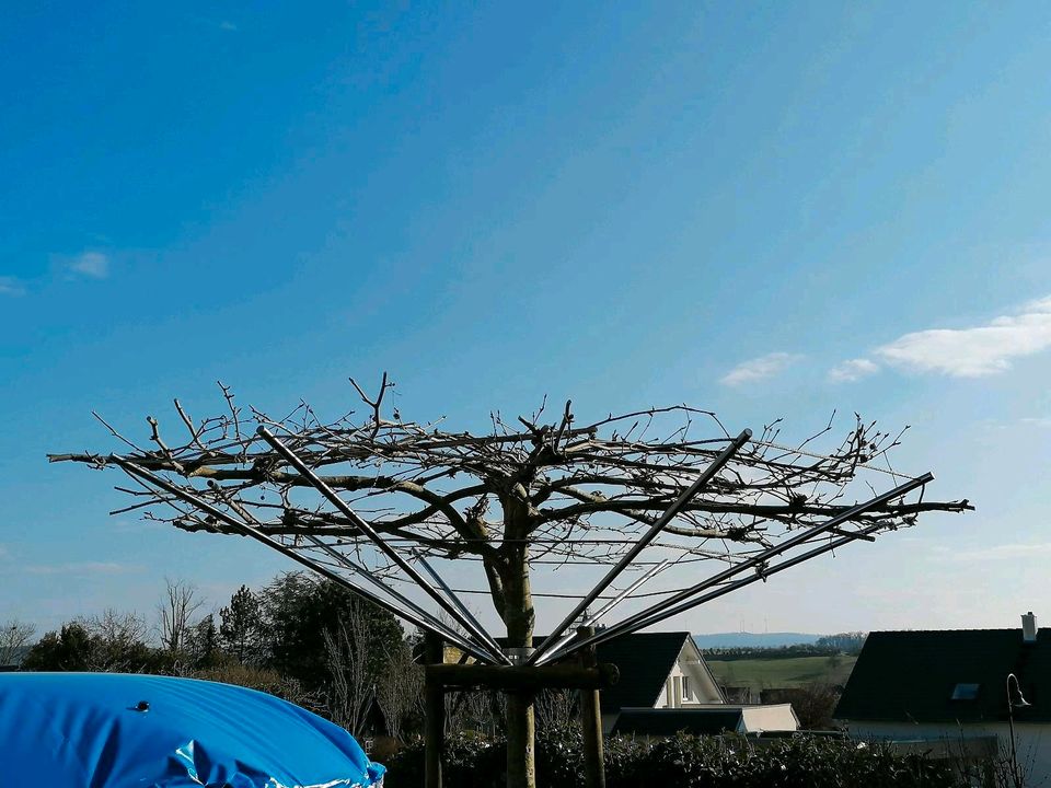 Baumspalier - Spalier für Dachplatane in Langenbrettach