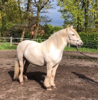 Pflegebeteiligung/ Reitbeteiligung Nordrhein-Westfalen - Gütersloh Vorschau